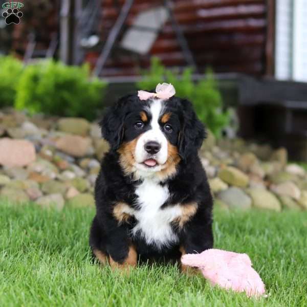Sadie, Bernese Mountain Dog Puppy